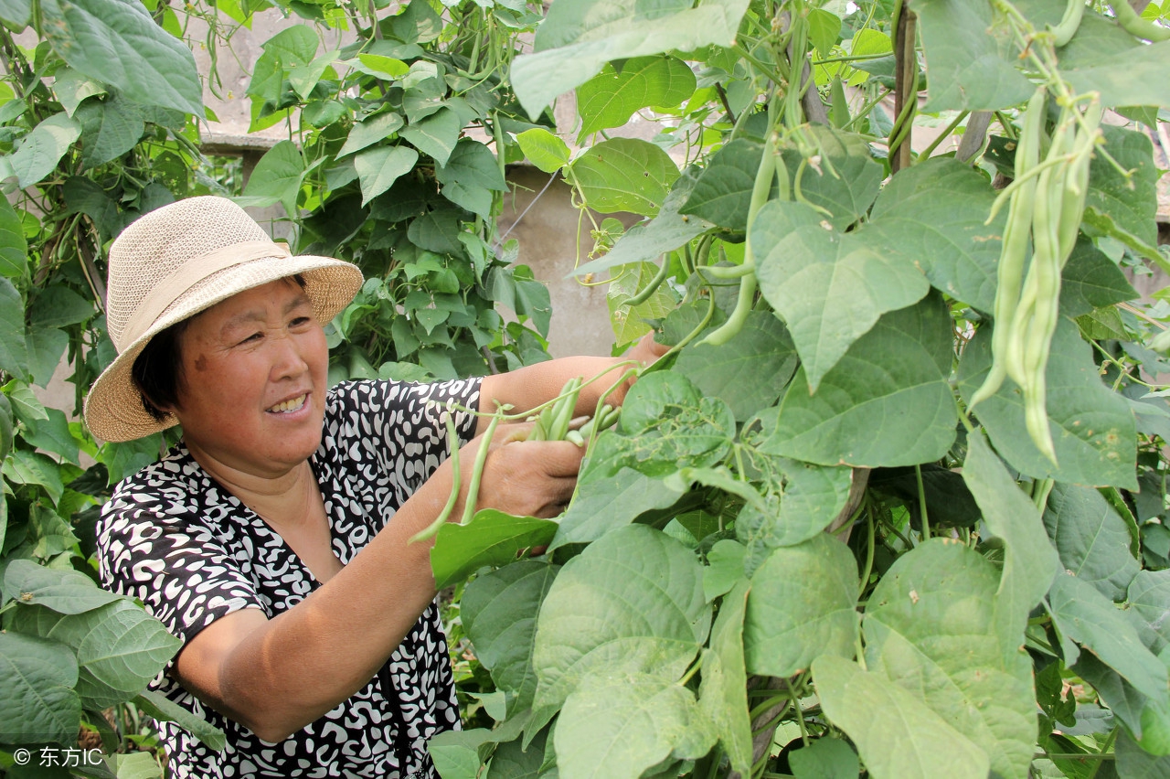 芸豆种植技术介绍,九粒白芸豆种植时间与技术