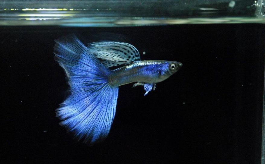 什么样的热带鱼最适合新手养 (新手养鱼推荐什么品种淡水热带鱼)