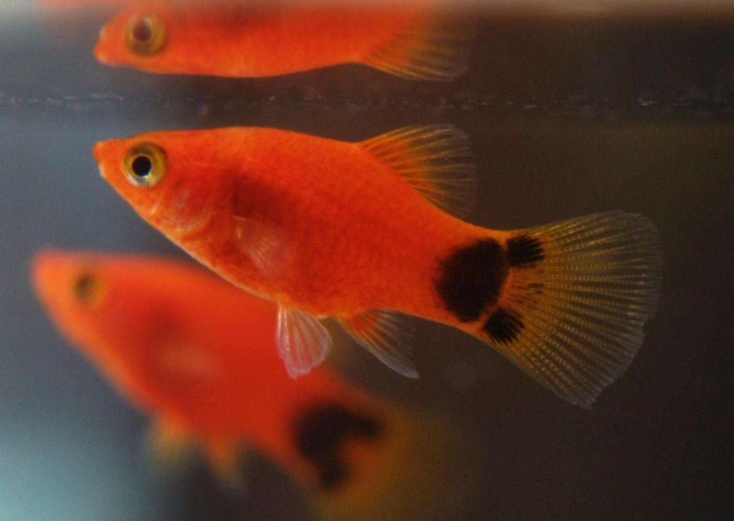 什么样的热带鱼最适合新手养 (新手养鱼推荐什么品种淡水热带鱼)