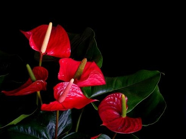 红掌怎样修剪才能长得更大,红掌怎样修剪才能长得更高