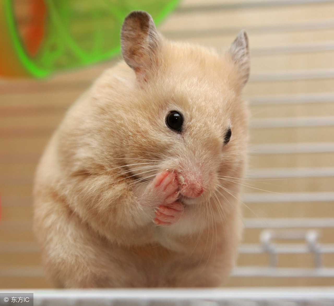 仓鼠宝宝多大可以区分性别,仓鼠性别怎么分