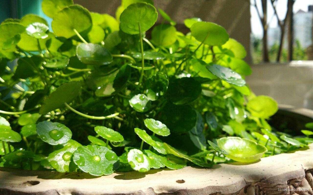 养好铜钱草用什么小妙招最好,养铜钱草的正确方法