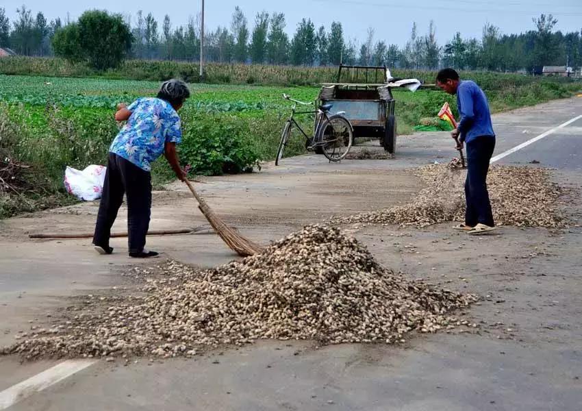你薅（hao）过花生没？实拍花生收获全流程，提醒吃花生别吃霉的