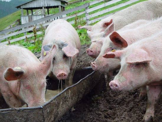 农村小型厂致富商机,农村商机加盟项目