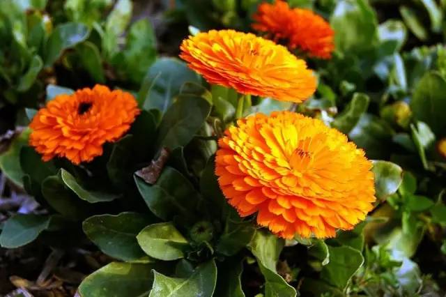 曝光6个适合农村人致富项目,农村特种种植致富项目有哪些