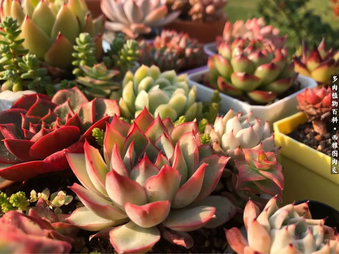 美国多肉,多肉西雅图