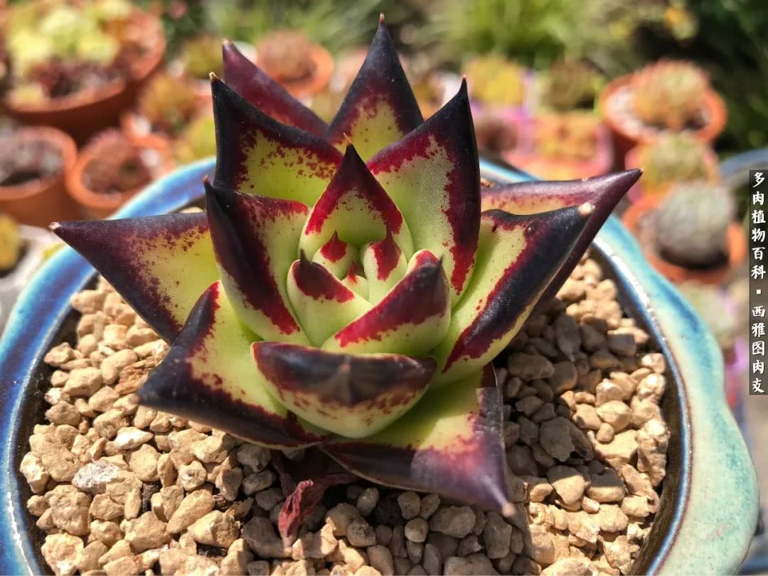 入坑几年的多肉新手,入坑多肉第一年景天科