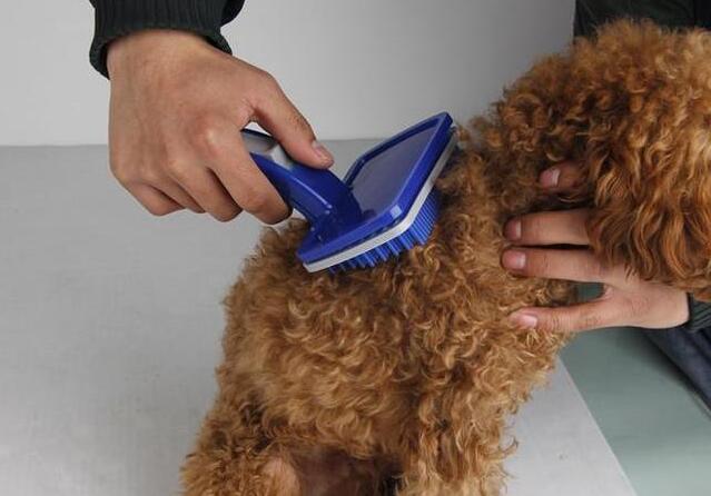 泰迪犬身上有皮屑怎么办,泰迪犬身上的体臭怎么清除