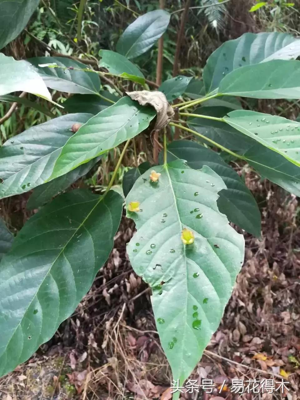 观赏植物长“痘”怎么办