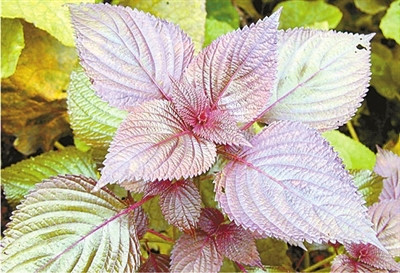 泡菜生白花用紫苏怎么处理,紫苏能去除泡菜白花吗