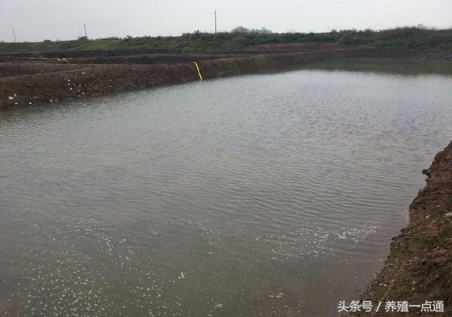 泥鳅养殖创业好项目,池塘养泥鳅一亩地投资多少钱