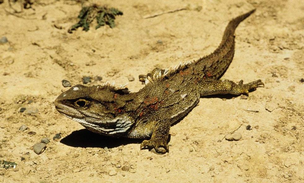 蛇蜥科昼伏夜出的肉食性爬行动物,爬行动物中美洲怪蜥习性
