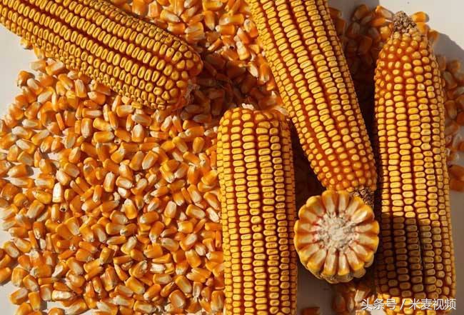 高产抗性强的玉米品种,有哪些抗病性好的高产好玉米
