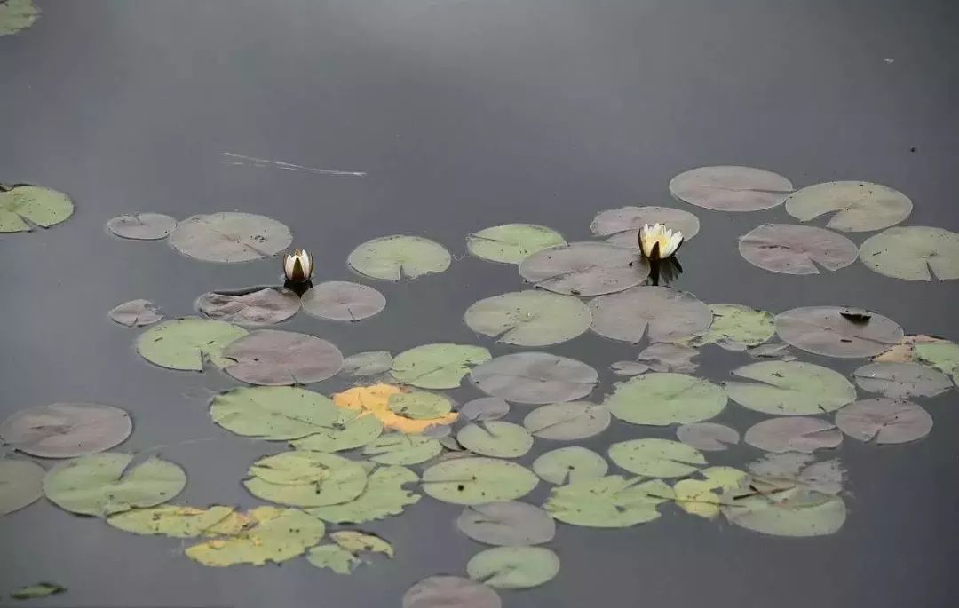 花之声杜鹃花,花之声歌曲