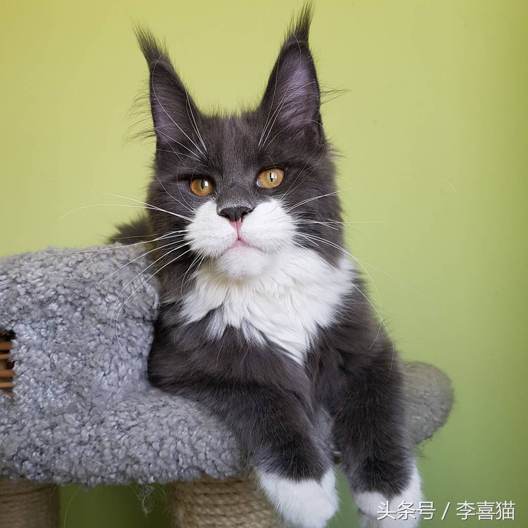 缅因猫霸气侧漏瞬间,缅因猫有多霸气多帅