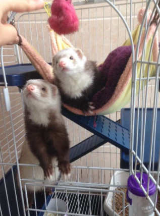 漂洋过海来看你的宠物新秀——雪貂