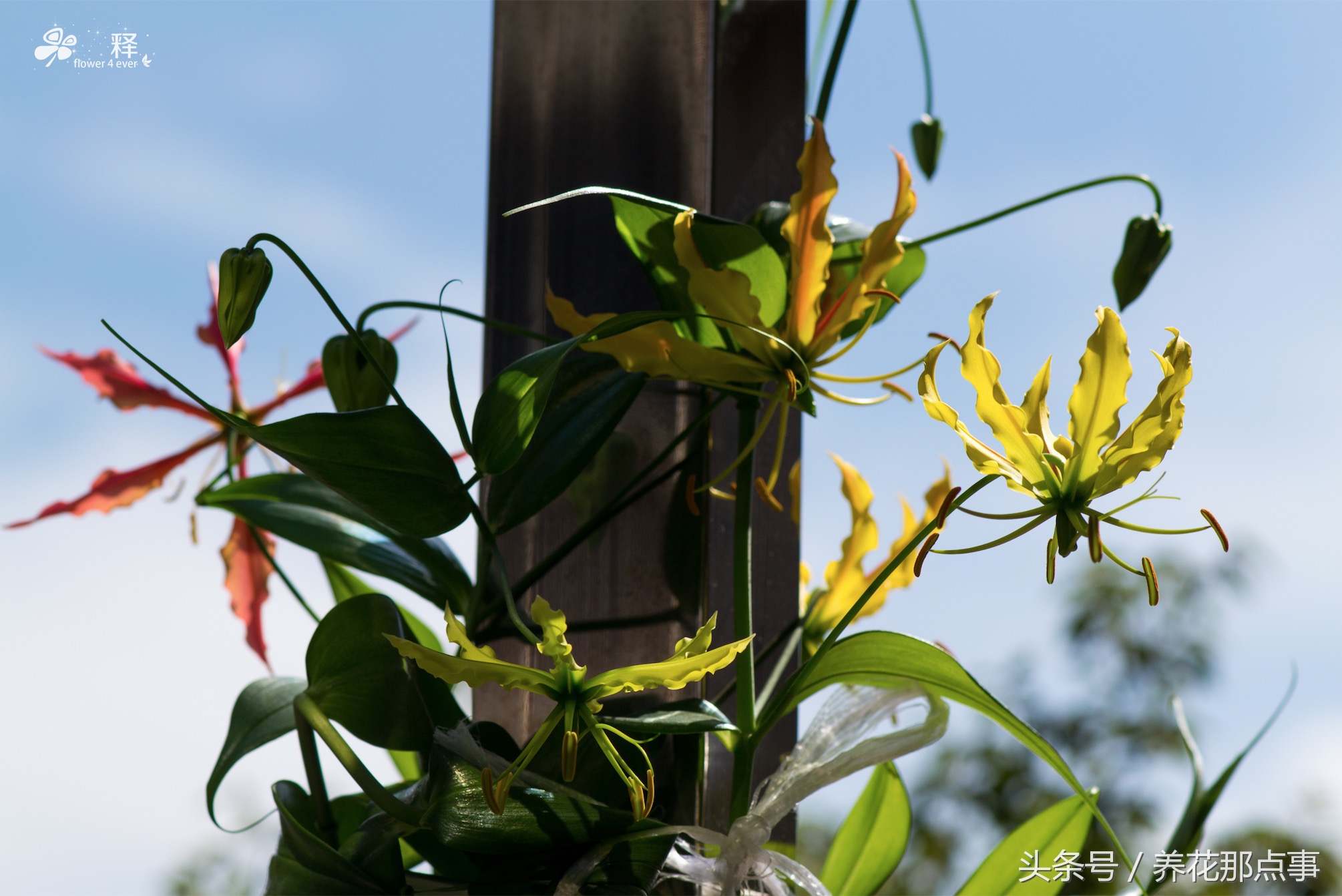 哪些花容易养又容易开花,这3种花漂亮又好养1年能开300多天