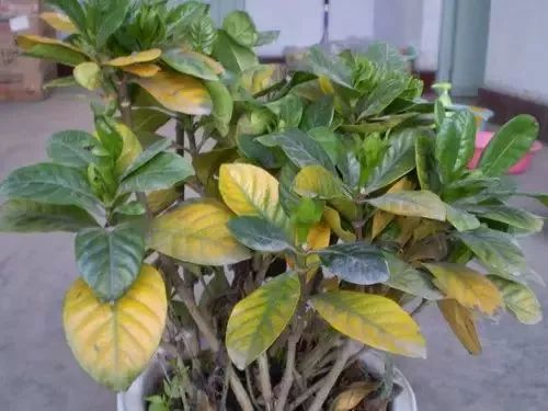 养花怎么处理病虫,养花怎么防止烂根