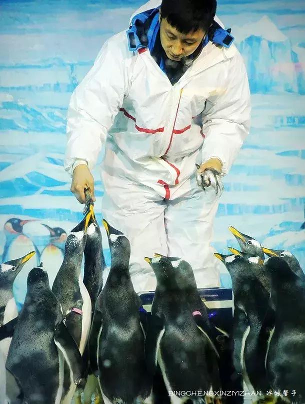 哈尔滨极地公园极地馆时间,哈尔滨极地公园和极地馆区别