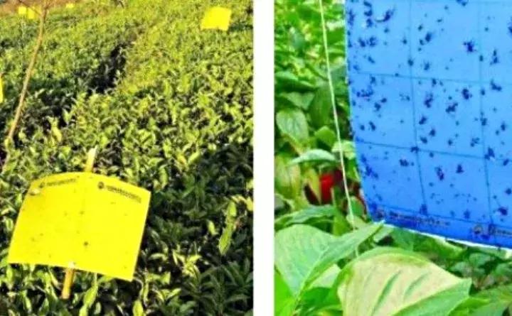 这些小东西不赶紧杀，一夜把花全啃成猪头，肠子都要悔青了！