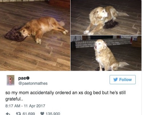 妈妈订床的时候不小心买成XS，乖乖狗不想伤妈妈假装很感激超辛苦