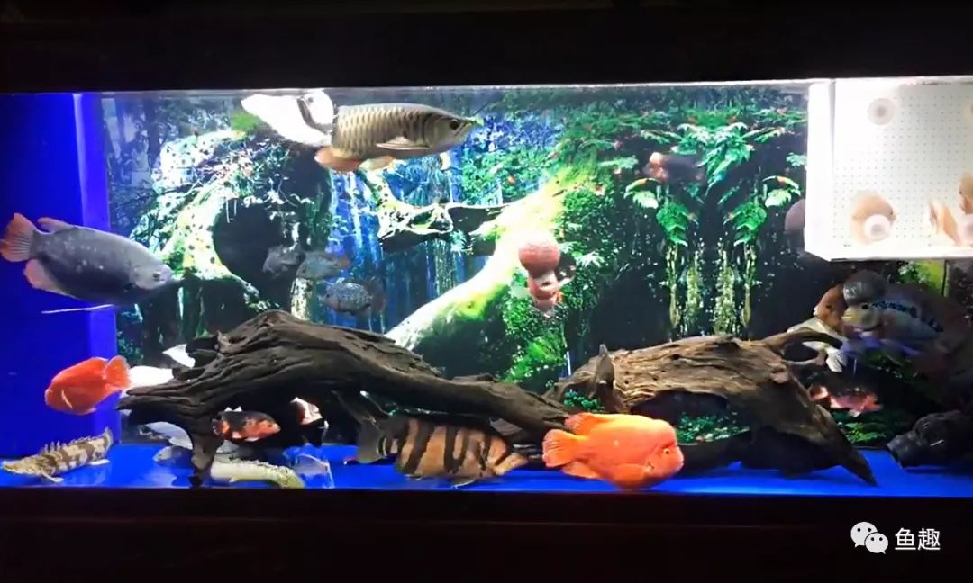 新手鱼缸开缸要打氧多久,新手鱼缸需要多大