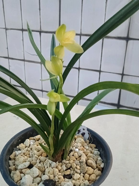 兰花防烂根最好方法,春季兰花烂根用什么药