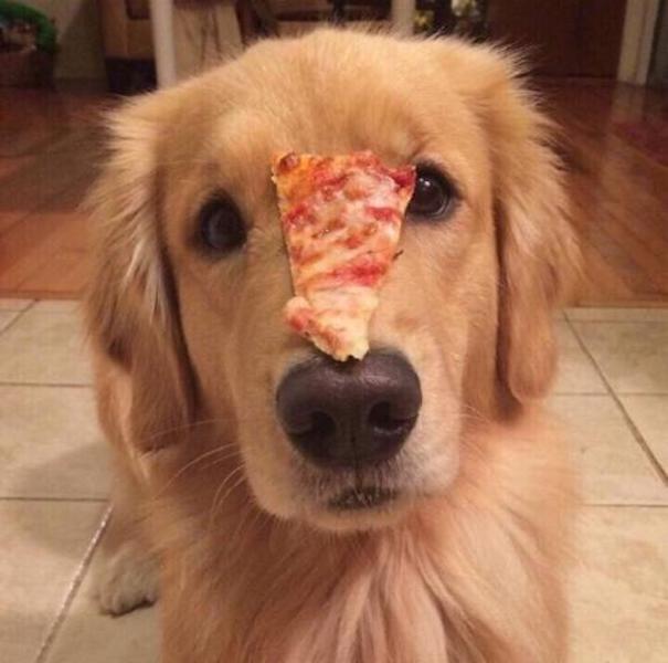 养金毛的注意事项,养幼犬金毛有什么要注意的