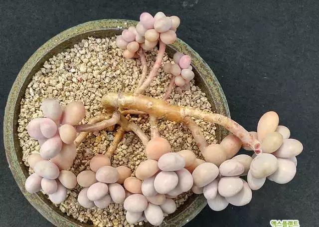 多肉老桩,美到爆炸,拥有一株做梦都会笑!