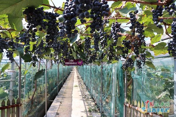 竺君灿:小小葡萄干成大产业农田变公园玩转高科技+农业