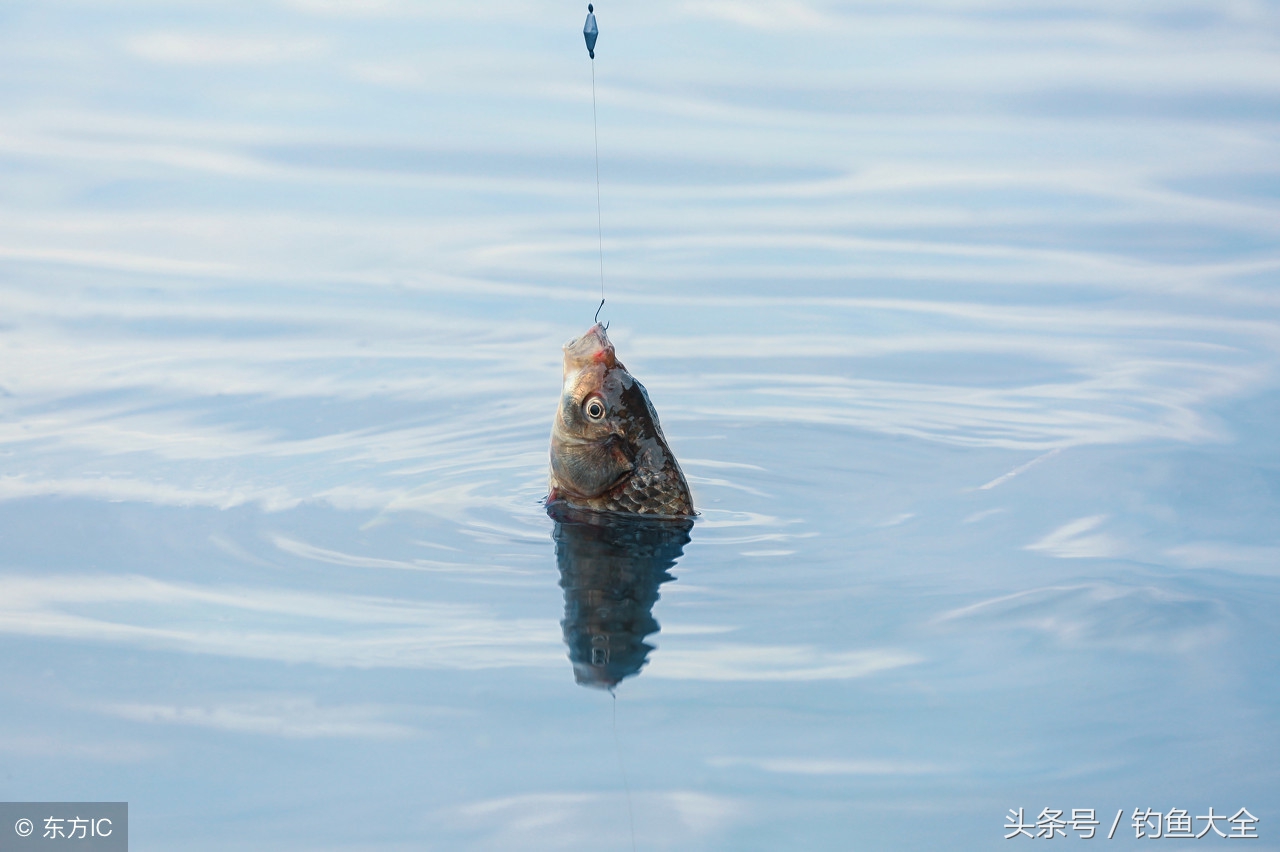 为什么鱼窝里面有鱼却不咬钩,鱼窝有鱼不咬钩高手教你三招