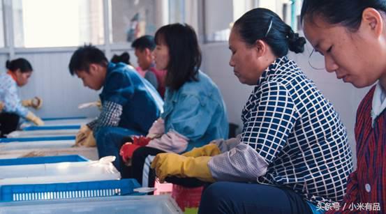 正宗阳澄湖大闸蟹到底长啥样,正宗阳澄湖大闸蟹到底什么样子