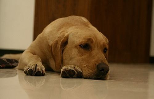 狗狗第一针疫苗是预防什么病的,狗狗几岁开始掉牙该怎么预防