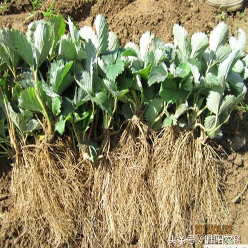 死苗的土种草莓,家种草莓死苗原因及防治