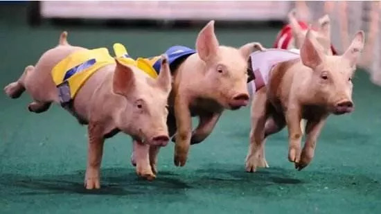 墨尔本留学圈子乱吗,在墨尔本留学