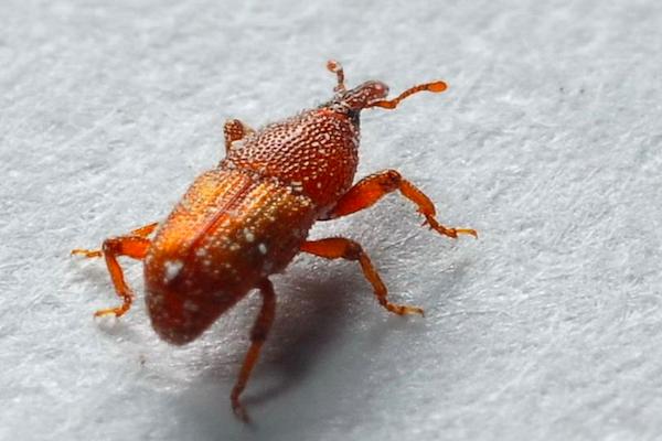 农村害虫有哪些,农村田里的害虫