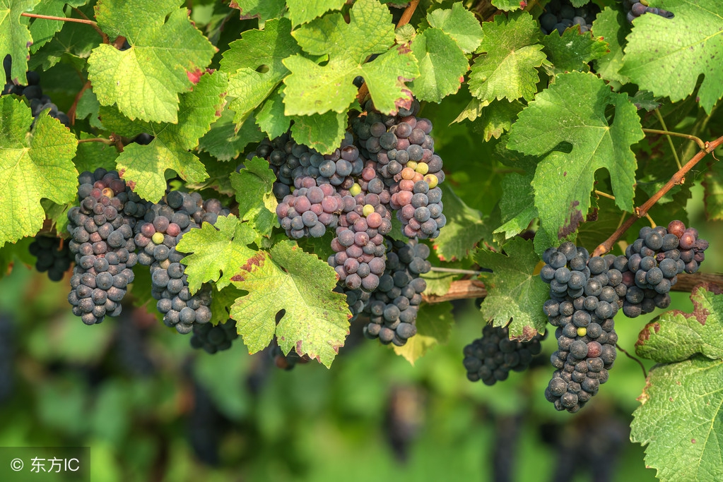 葡萄成熟期用哪些药不影响转色,葡萄迟迟不熟是什么原因