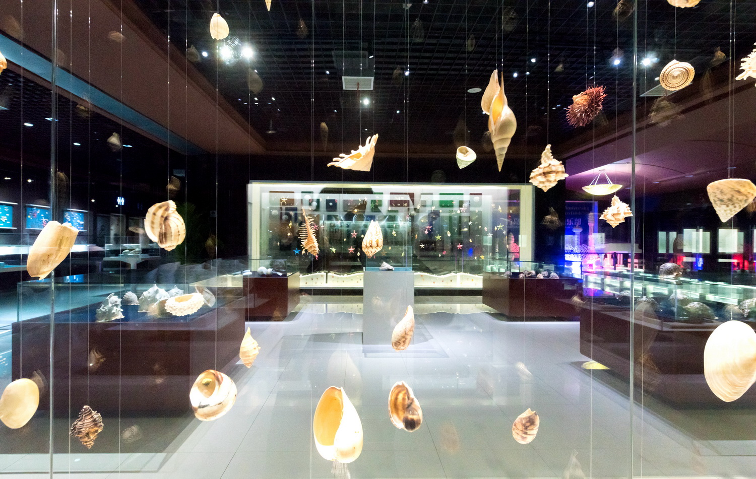 蛏子扇贝各种贝类如何区分,海鲜蛏的品种大全