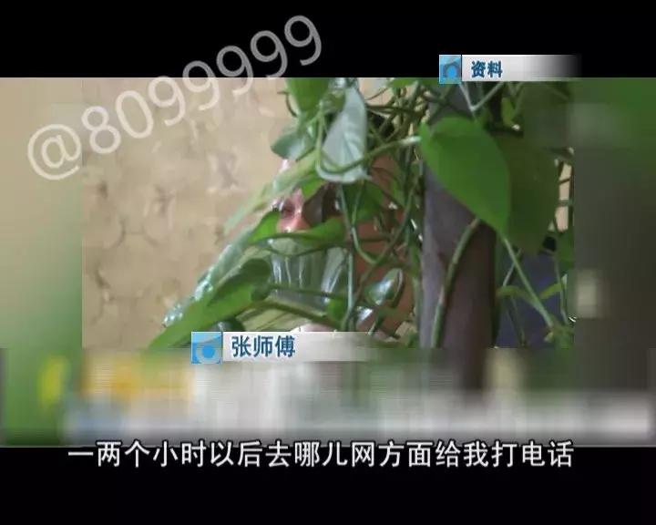 “去哪儿”有猫腻？8099999调查真相