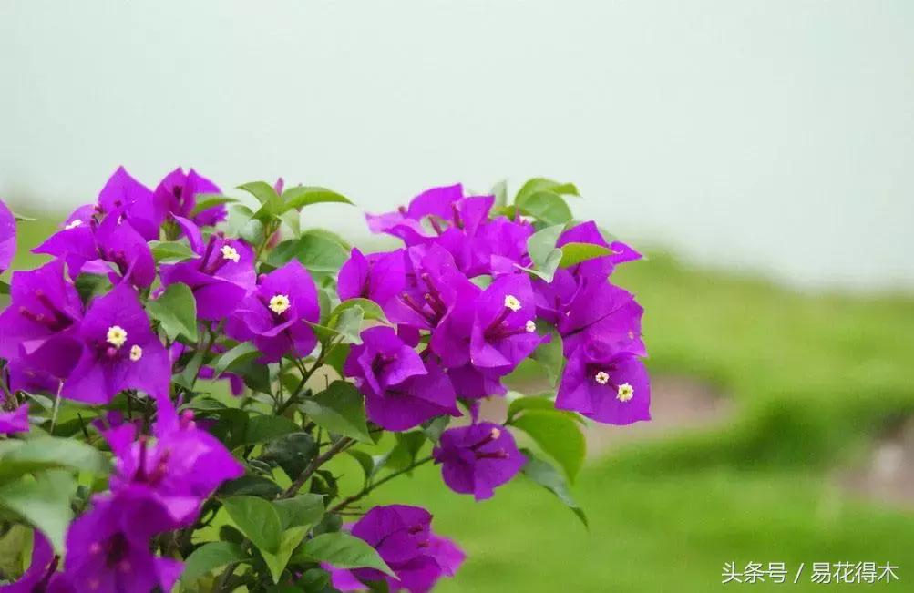 老枝杜鹃如何扦插,老枝杜鹃怎么扦插