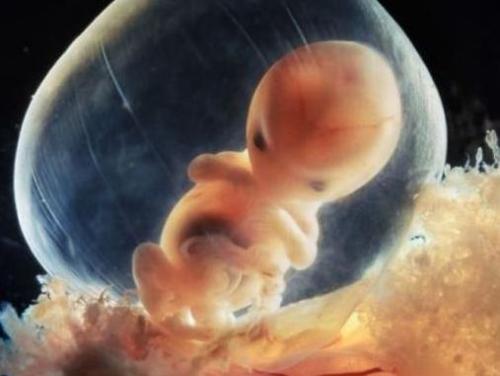 小鸡仔刚出生多长时间能喂食,凌晨出生鸡宝宝好不好