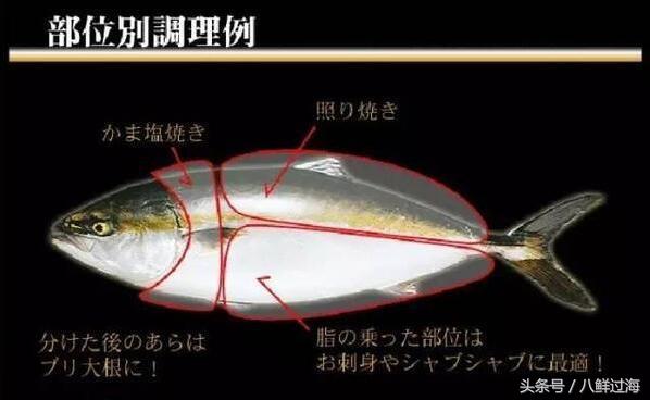 鰤鱼在哪里吃,日本寒鰤鱼做法