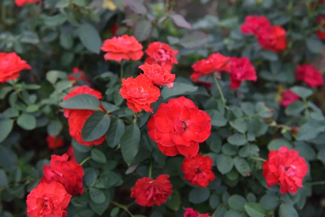 惊喜！8月24日黄姚花海景区免费入园了，这些“仙境”你舍得错过吗？