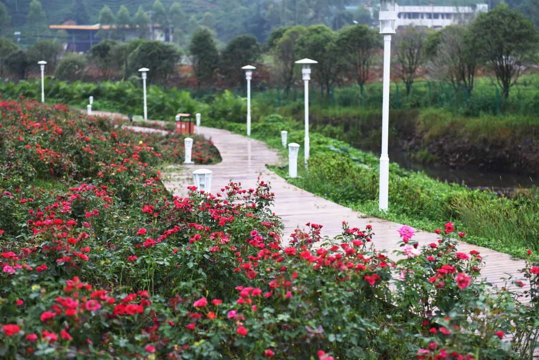 惊喜！8月24日黄姚花海景区免费入园了，这些“仙境”你舍得错过吗？