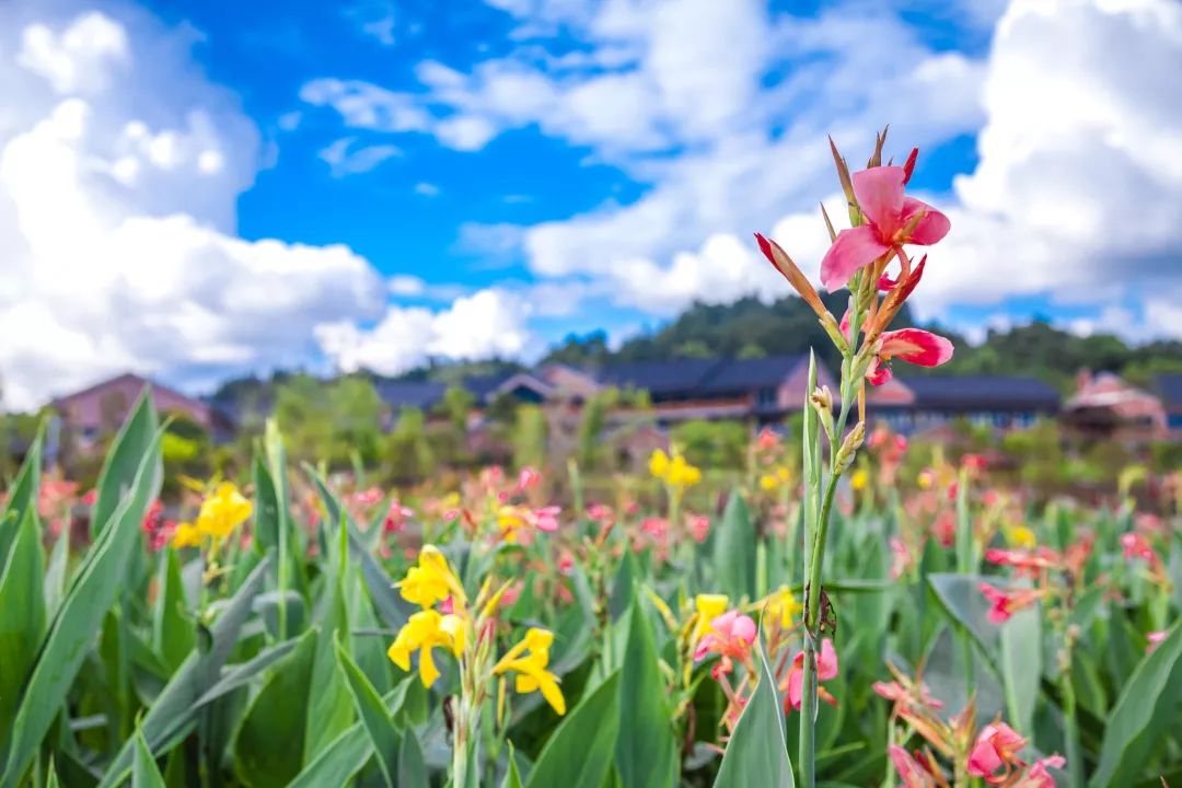惊喜！8月24日黄姚花海景区免费入园了，这些“仙境”你舍得错过吗？