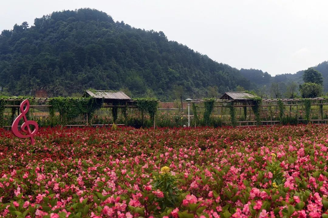 惊喜！8月24日黄姚花海景区免费入园了，这些“仙境”你舍得错过吗？