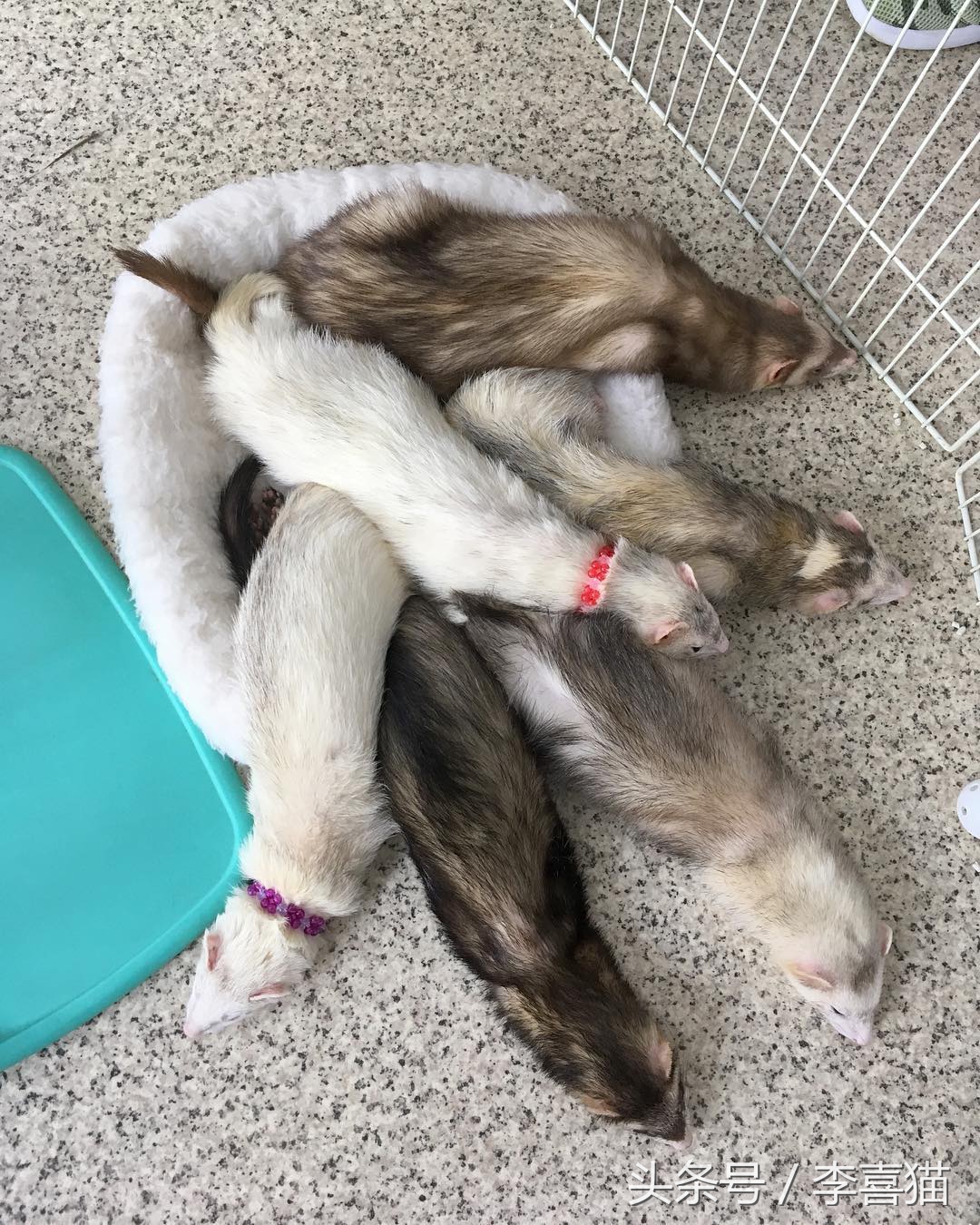 宠物貂宠物猫,宠物貂跟猫咪