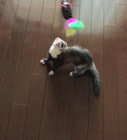 宠物貂宠物猫,宠物貂跟猫咪