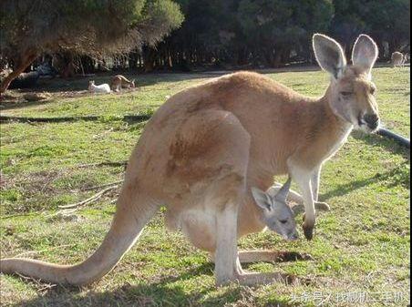 袋鼠袋子里有粪便怎么办,袋鼠袋子里住着一窝鸟