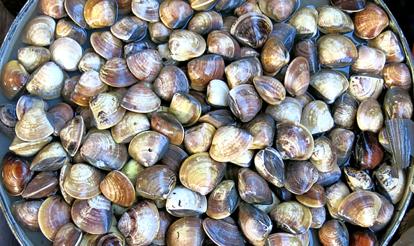 蛏子扇贝各种贝类如何区分,海鲜蛏的品种大全
